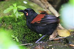 South Island Saddleback